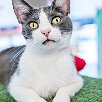 adopt a pet