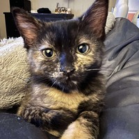 adopt-pet