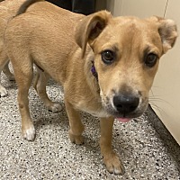 adopt a pet