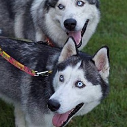 Thumbnail photo of Zina and Kodiak (Combined fee) #2