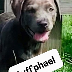 Photo of 'Ruff'phael