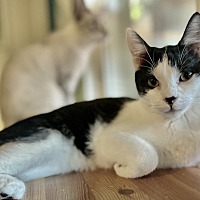 adopt a pet