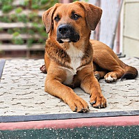 adopt a pet