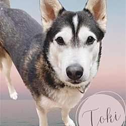 Photo of Toki
