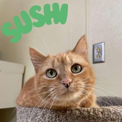 Thumbnail photo of Sushi #2