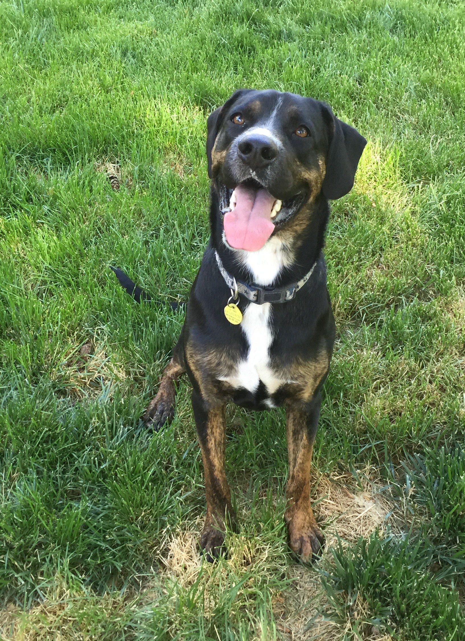 Salt Lake City Ut Rottweiler Meet Blaze A Pet For Adoption