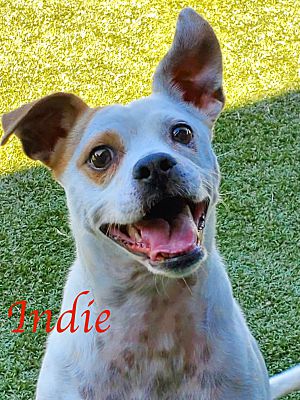 El Cajon Ca Jack Russell Terrier Meet Indie A Pet For Adoption