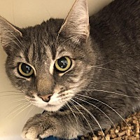 PAWS of Grays Harbor in Aberdeen, Washington