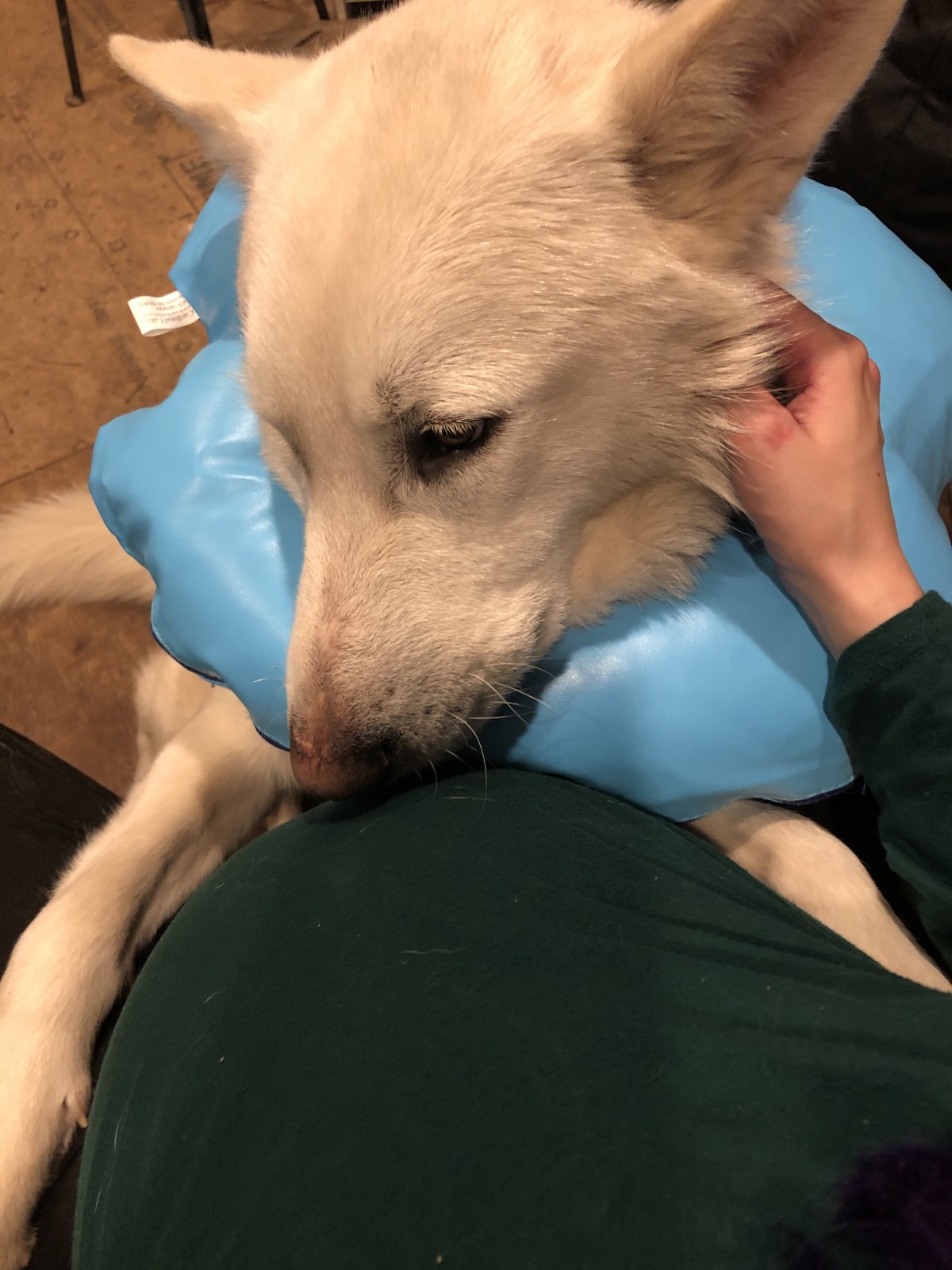 Adopt Apollo a White Husky / Shepherd (Unknown Type ...