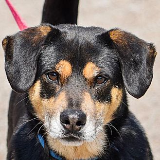 Vectra 3d petsmart clearance