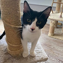 Shreveport Bossier Animal Rescue In Shreveport Louisiana