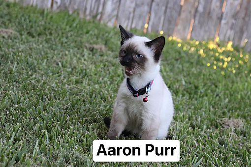 aarons ragdolls