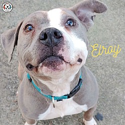 bama bully rescue in birmingham alabama