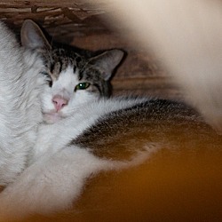 Photo of Pinot (working Cat)