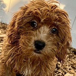 Thumbnail photo of Cockapoo F2 Frederick #1