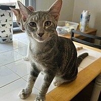 adopt a pet