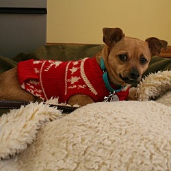 Thumbnail photo of Olive **In Foster Home** #3