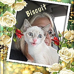 Photo of Biscuit
