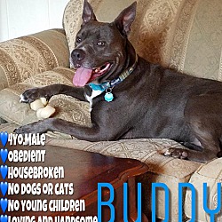 Thumbnail photo of Buddy True Blue #1