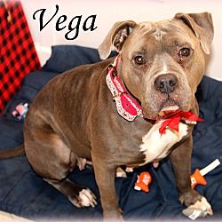 Thumbnail photo of Vega~adopted! #3