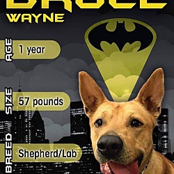 Thumbnail photo of Bruce Wayne #3