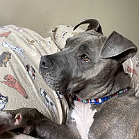 mama zoey and puppies rescue