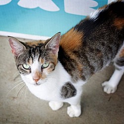 Photo of Leela(Barn Cat)