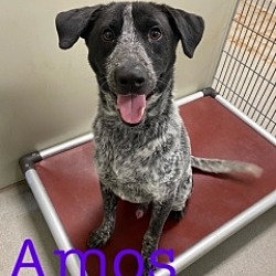 Photo of Amos 26263