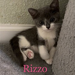 Photo of Rizzo