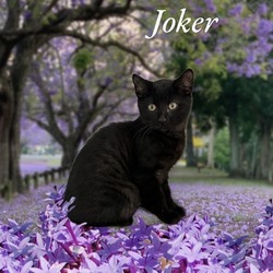 Photo of Joker