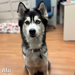 Thumbnail photo of Blu #2