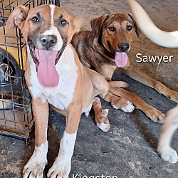 Thumbnail photo of Sawyer #3