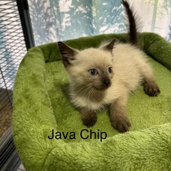 Thumbnail photo of Java Chip #2