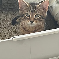 adopt-pet