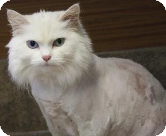 West Des Moines Ia Domestic Longhair Meet Sookie A Pet For