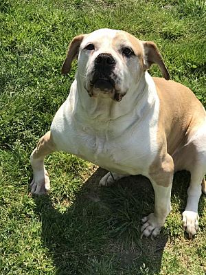 Dallas, GA - American Bulldog. Meet Ginger a Pet for Adoption.