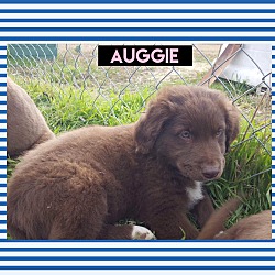 Photo of Auggie
