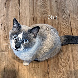 Photo of Sisy