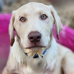 Dog for adoption - Brady, a Labrador Retriever Mix in Zimmerman, MN