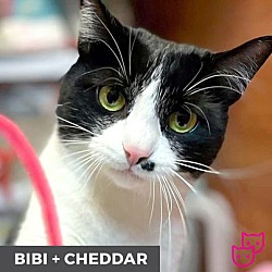 Thumbnail photo of Bibi (bonded with Cheddar) #2