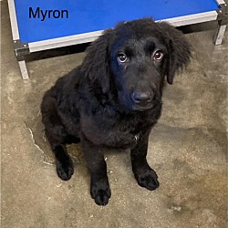 Thumbnail photo of MYRON #1