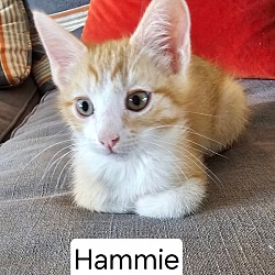Photo of Hammie 4340