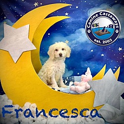 Thumbnail photo of Francesca #3