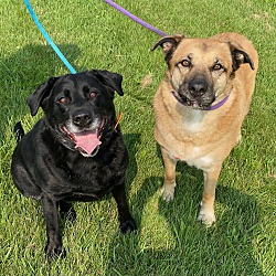 bonded pet photo