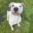 Adopt A Pet :: Crookedy - South Haven, MI