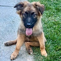 adopt a pet
