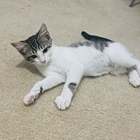 adopt a pet