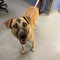adopt a pet