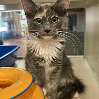 adopt a pet