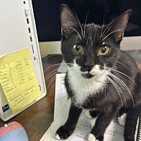 adopt a pet